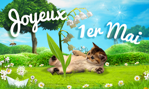 Chat muguet.jpg