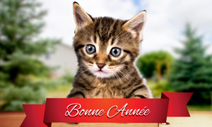 cute_cat_newyear.jpg