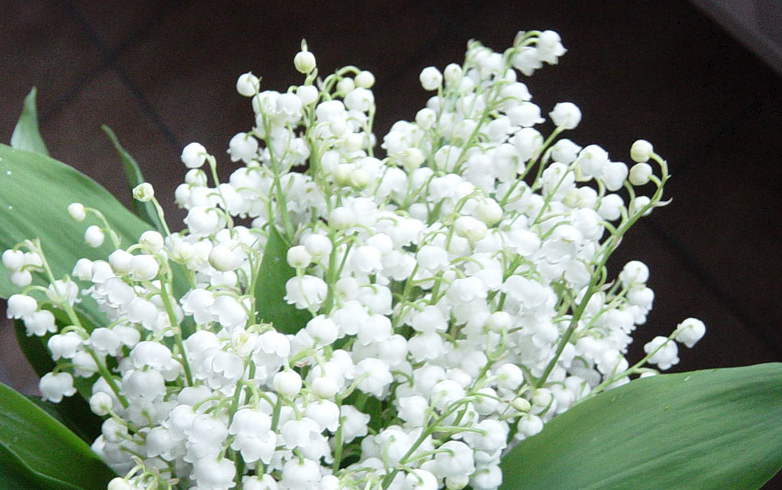muguet.png