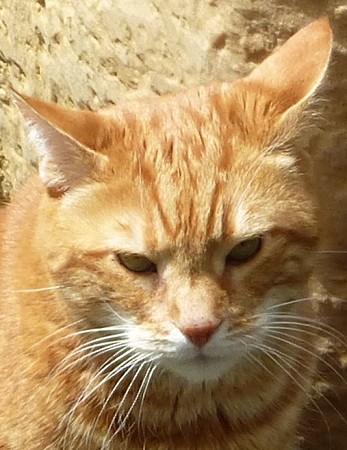 réduite_chat à qui j'appartiens .jpg