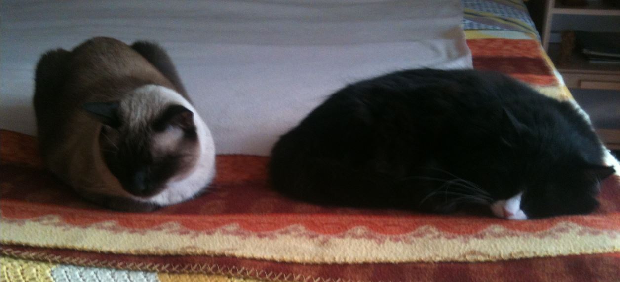 Felinefamily.JPG