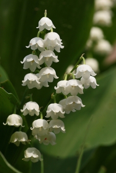 Muguet.jpg