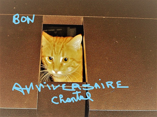 Chat dans son carton_LI.jpg